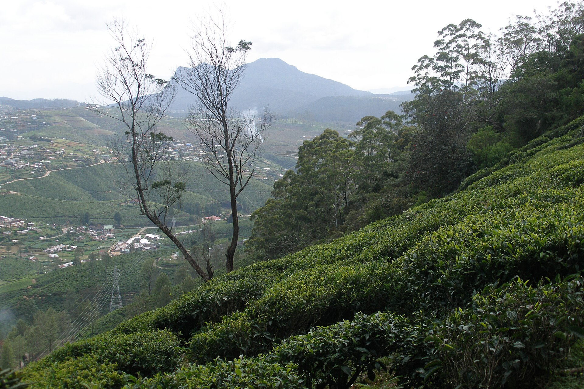 Highland Notes — A Ceylon tea-country journal