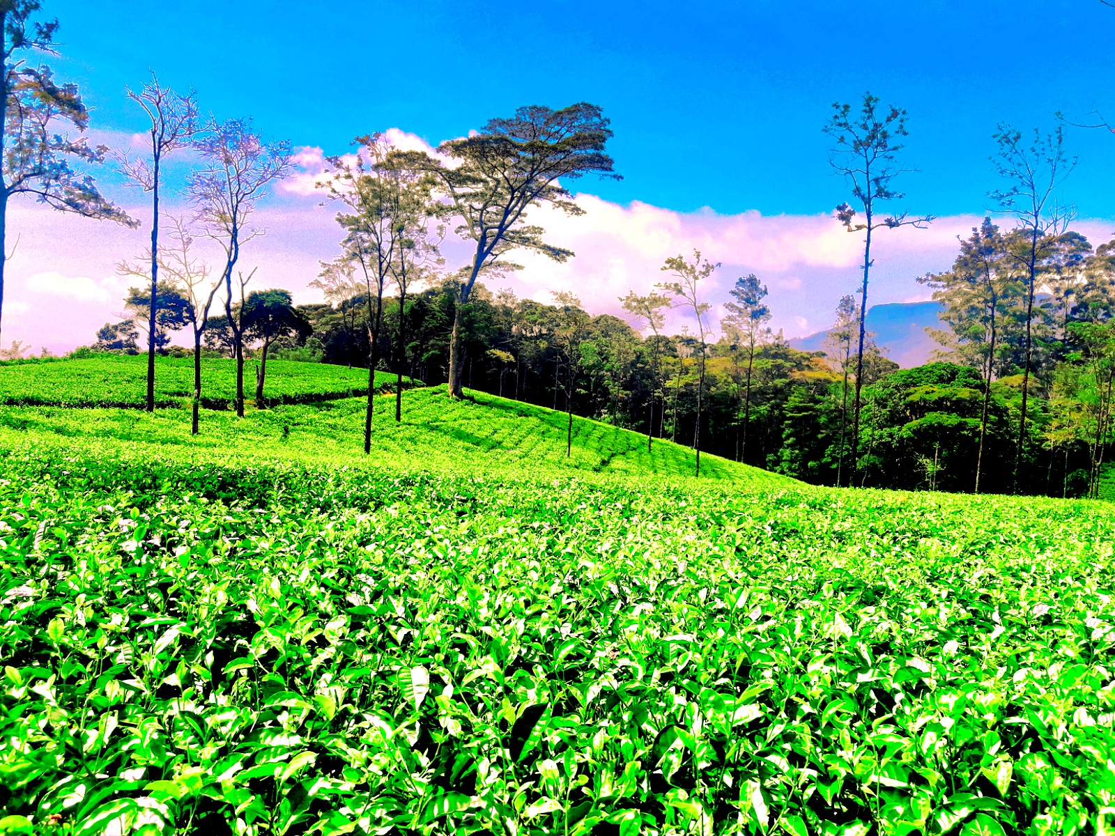Coffee to tea — the pivot of 1869