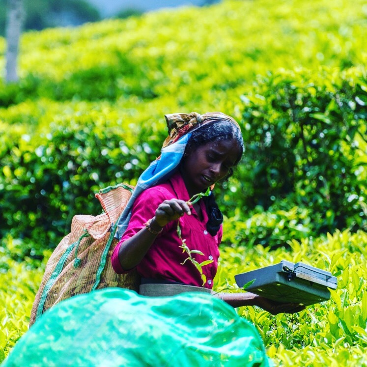 Smallholders and the Colombo tea auction, since 1883